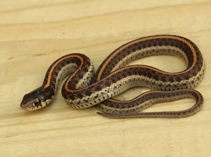 Coast Garter Snake